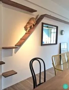 cat walking lane1