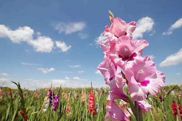 istockphoto 182151778 612x612 1